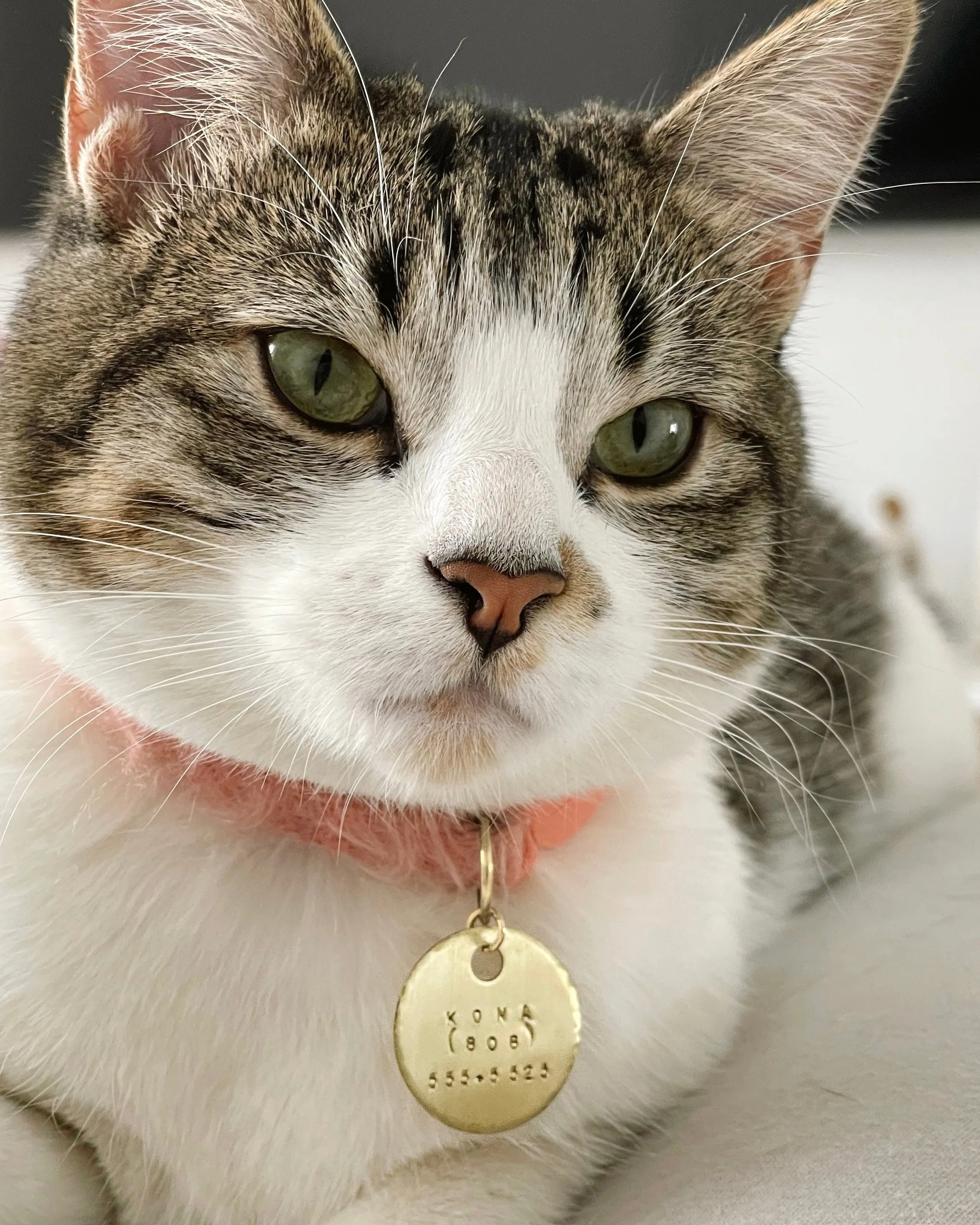 Pet Tag