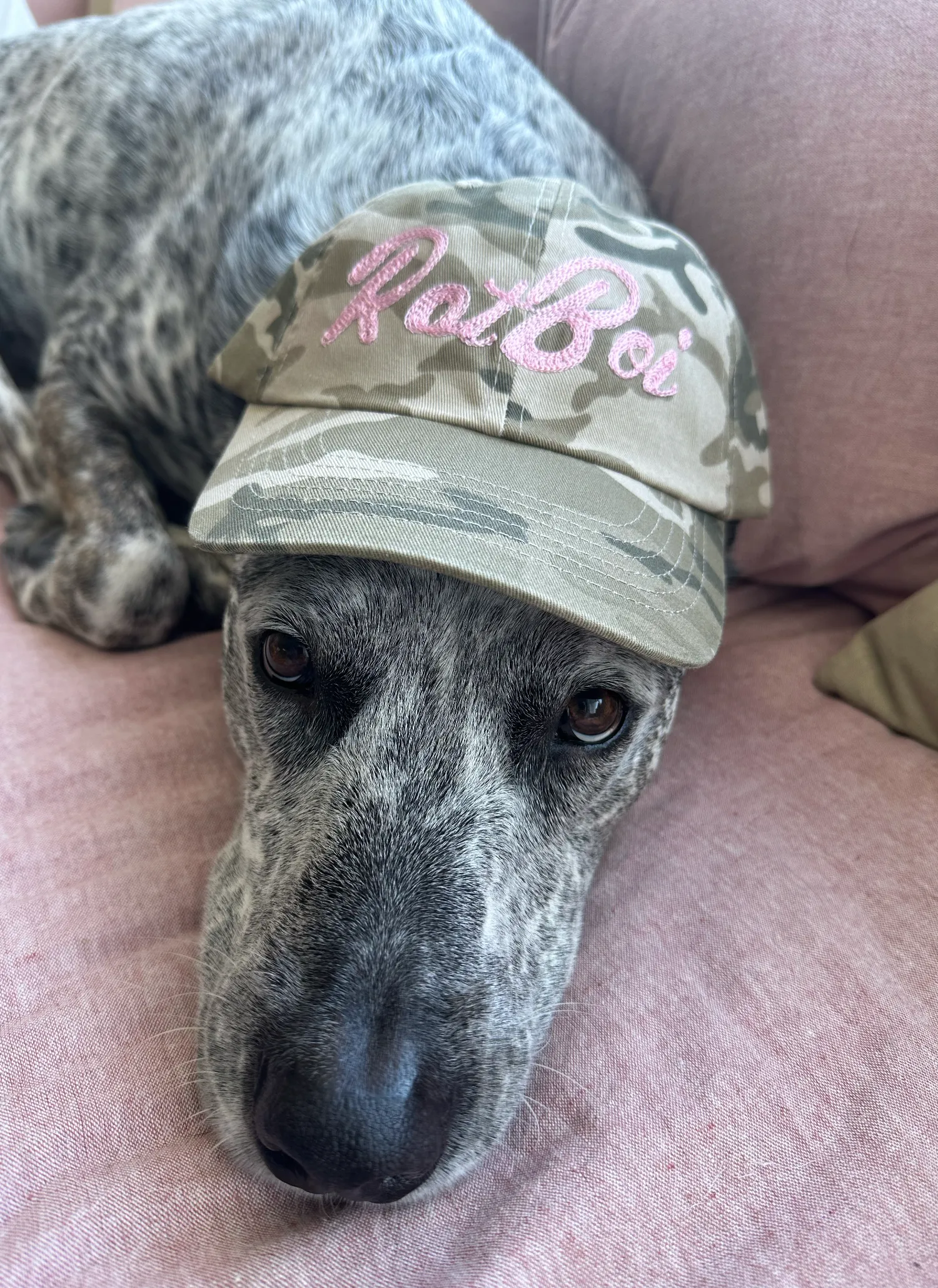 VARSITY DAD HAT IN CAMO